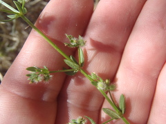 Galium proliferum