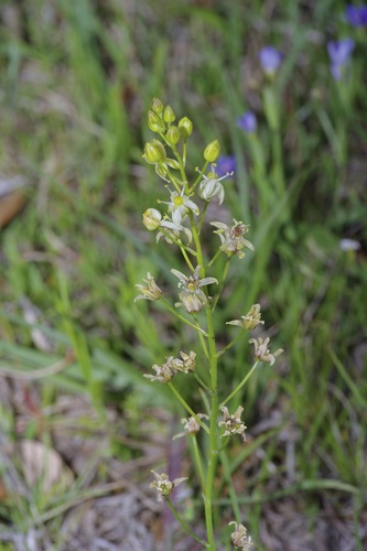 Image of Schoenolirion wrightii by (c) Michelle W. （鍾偉瑋）, some rights reserved (CC BY)