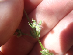 Galium proliferum