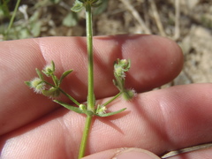 Galium proliferum