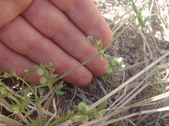 Galium proliferum