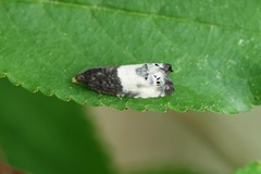 Notocelia cynosbatella