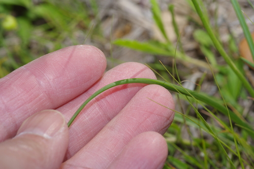 Image of Schoenolirion wrightii by (c) Michelle W. （鍾偉瑋）, some rights reserved (CC BY)