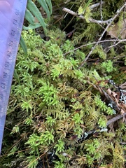 Leucolepis