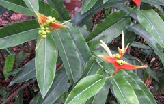 Heliconia aurantiaca