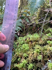 Leucolepis