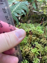 Leucolepis