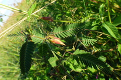Chamaecrista repens