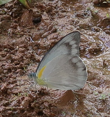 Appias celestina