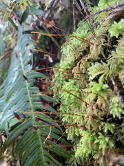 Leucolepis