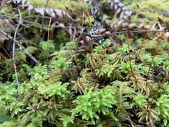 Leucolepis