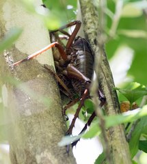 Deinacrida heteracantha