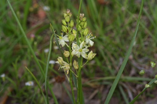 Image of Schoenolirion wrightii by (c) Michelle W. （鍾偉瑋）, some rights reserved (CC BY)