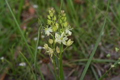 Schoenolirion wrightii