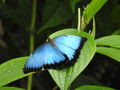 Morpho helenor peleides