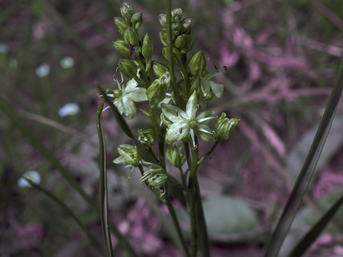 Image of Schoenolirion wrightii by (c) Michelle W. （鍾偉瑋）, some rights reserved (CC BY)