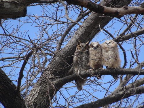 Great Horned Owl photographed in Kansas