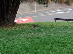 Falco novaeseelandiae