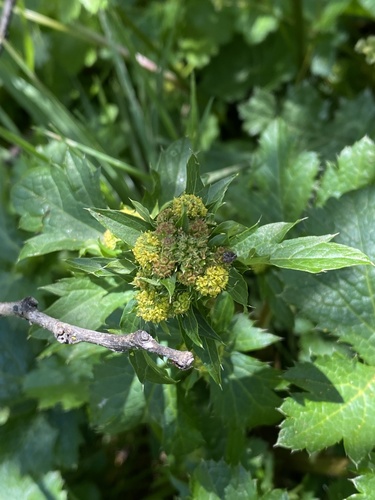 iNaturalist observation photo of Pacific Sanicle