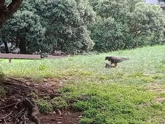 Falco novaeseelandiae