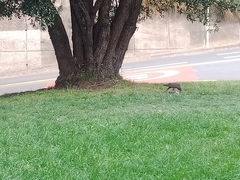 Falco novaeseelandiae