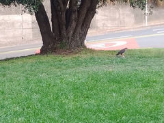 Falco novaeseelandiae