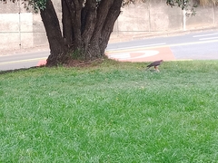 Falco novaeseelandiae