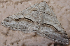 Digrammia pallorata