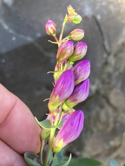 Penstemon barrettiae