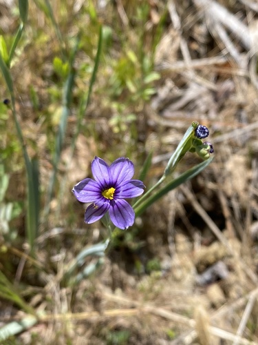 iNaturalist observation photo of western blue-eyed grass