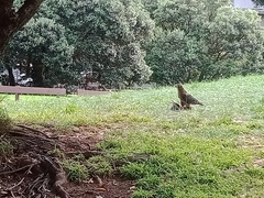 Falco novaeseelandiae