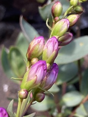 Penstemon barrettiae