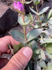 Penstemon barrettiae