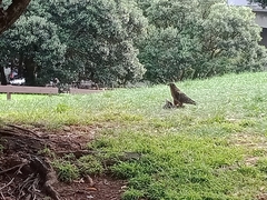 Falco novaeseelandiae