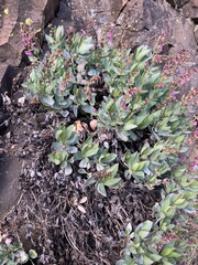 Penstemon barrettiae