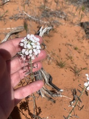 Dimorphocarpa wislizeni