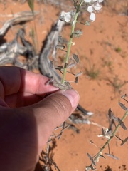 Dimorphocarpa wislizeni