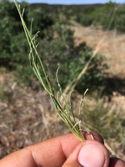 Erigeron engelmannii