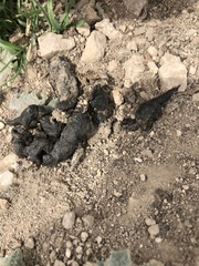Marmota flaviventris