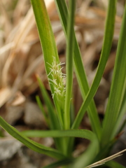 Carex crawei
