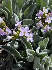 Phoenicaulis