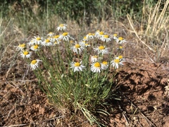Erigeron engelmannii