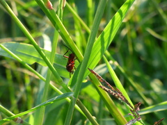 Compsocryptus melanostigma