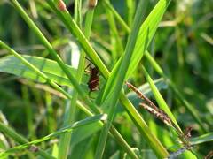 Compsocryptus melanostigma