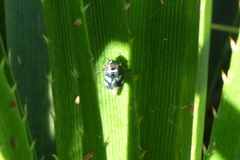 Balacha melanocephala