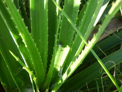 Balacha melanocephala