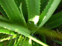 Balacha melanocephala