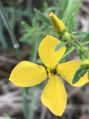 Rhexia lutea