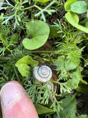 Helicoidea