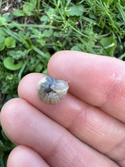 Helicoidea